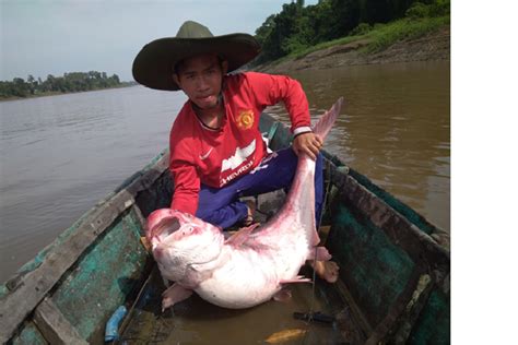 √ Danau Sentarum Kalimantan Barat: Habitat Ikan Seladang - Borneolive