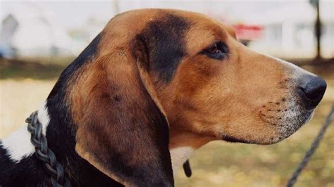 Treeing Walker Coonhound - Price, Temperament, Life span