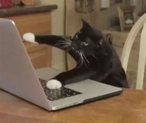 You can tell this cat is pretending to type because he's not using the ...