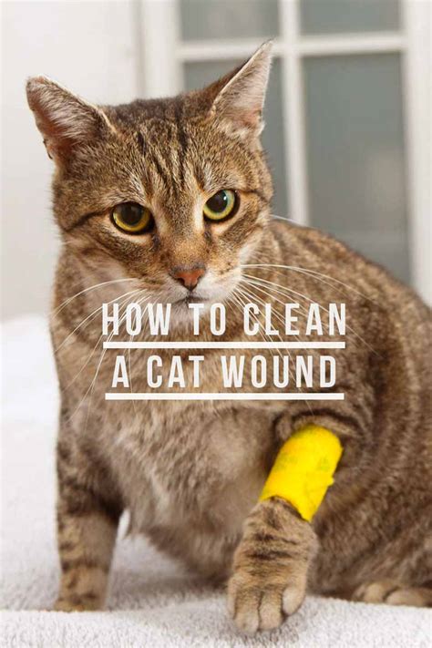 can i put neosporin on my cats stitches - Camila Seaman