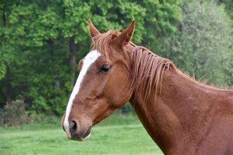 14 French Horse Breeds [Best Horses From France] - Equineigh