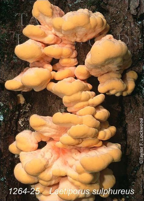 Laetiporus Sulphureus Recipes - Design Corral