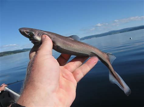 What's Cooler Than A Shark? A New Bioluminescent Species Of Shark!