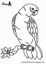 Parrot Coloring Pages  ColoringBay sketch template