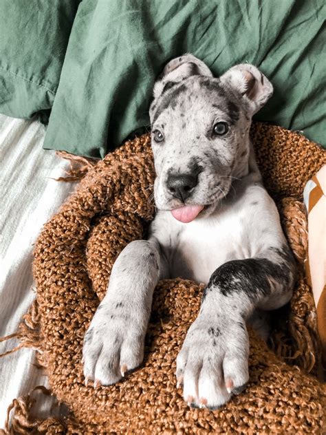 8 week old GREAT DANE | Baby dogs, Great dane, Great dane puppy