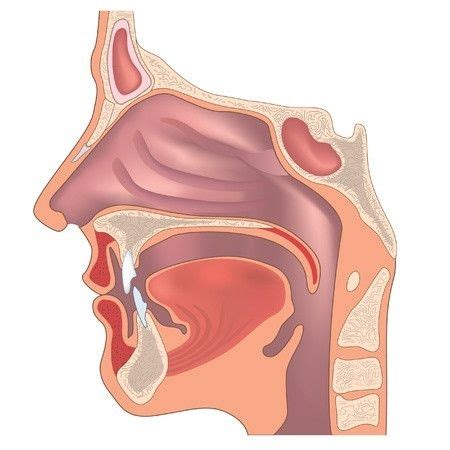 Inilah Fungsi Hidung - KlikDokter