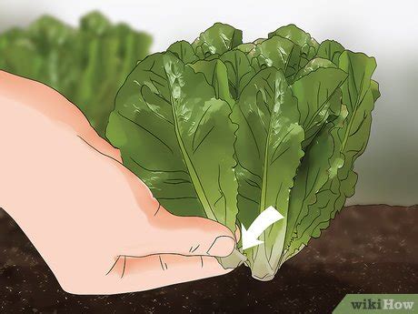 How to Harvest Romaine Lettuce: 11 Steps (with Pictures) - wikiHow