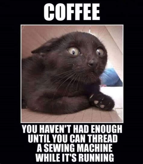 Pin by Joe Defazio on Overcaffeinated | Funny cat memes, Funny animal memes, Funny animals