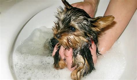 Yorkie Itching No Fleas - Why Is My Dog Itching? - Our Yorkie