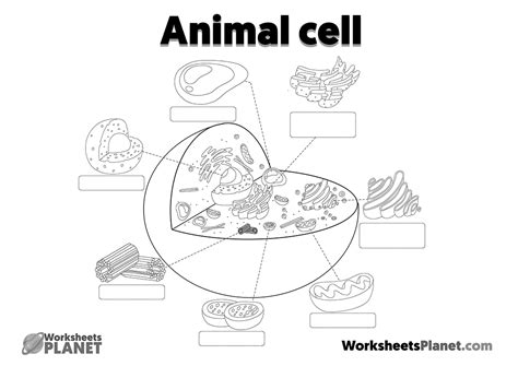 Animal Cell Structure
