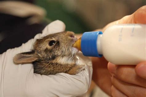 How Many Times a Day Should I Feed My Rabbit?