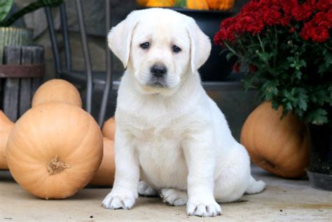 Black English Labrador Retriever Puppies