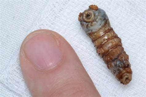 6 Truly Horrifying Insects That Will Seriously Make You Question If You ...