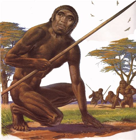 Homo erectus | imparo
