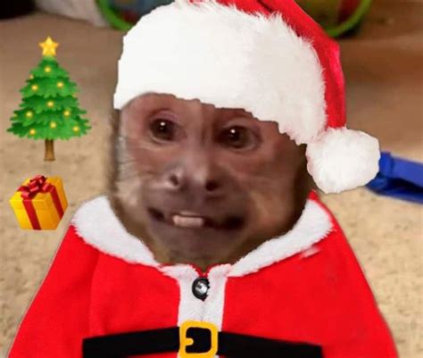 a monkey wearing a santa hat and holding a christmas present in front of the camera