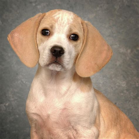 17 HQ Images Lemon Beagle Puppy Rescue / Pin by Debra Daniels-Zeller on Nacho ,Draco and Beagles ...