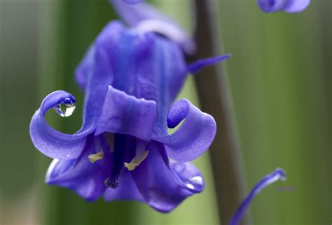 Scottish bluebell | Annet den Boer | Flickr