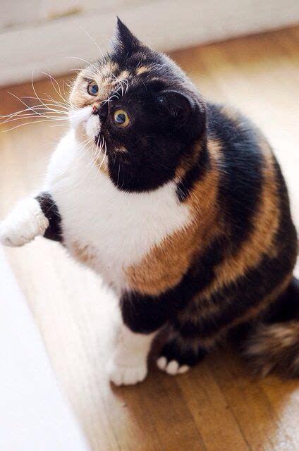 Fat Calico Cat | Exotic shorthair cat, Exotic cats, Cute cats and dogs