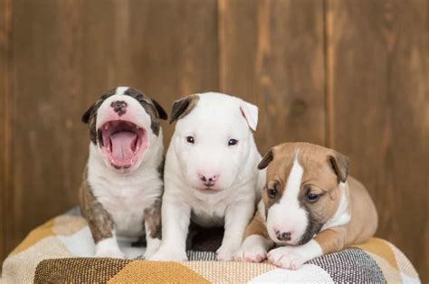 9 Reputable Miniature Bull Terrier Breeders In The U.S.