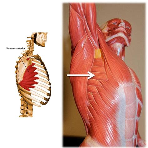 I just discovered the lost 'serratus anterior' muscle- that coveres your ribs. How do i now get ...