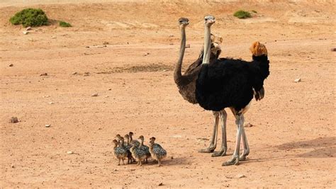 Animales del desierto para niños | Características e imágenes