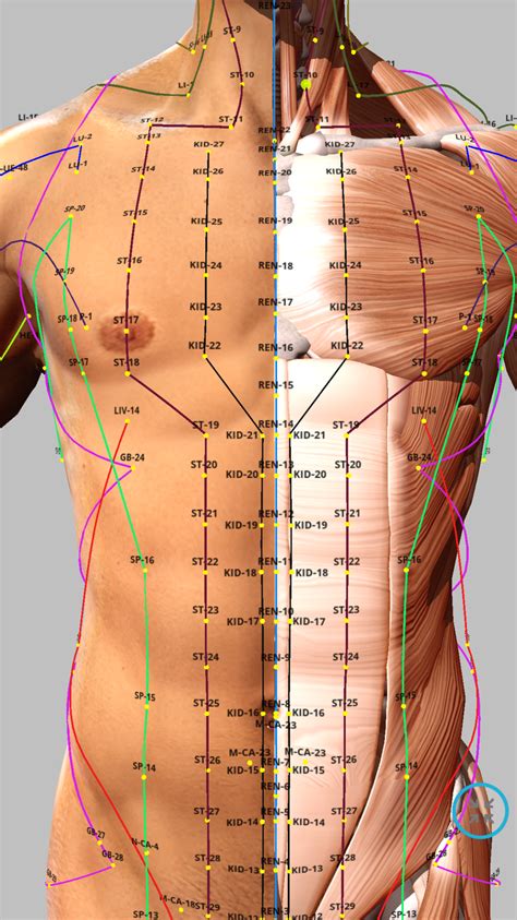 Acupressure Points Chart, Acupressure Therapy, Acupressure Massage ...