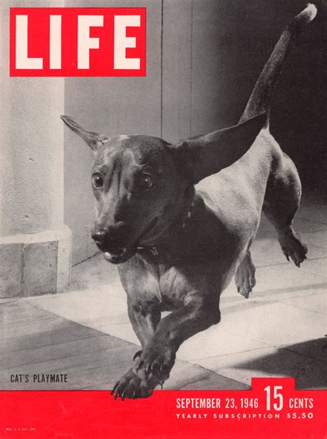 LIFE Magazine's Best Animal Covers, 1936 to 1972