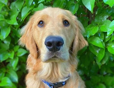 Canadian Golden retriever: What makes them different