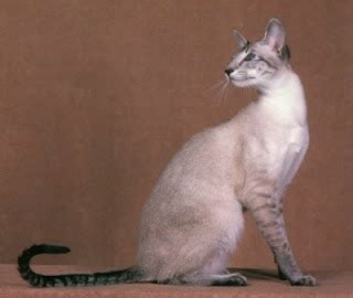 catlist: Colorpoint Shorthair Kittens