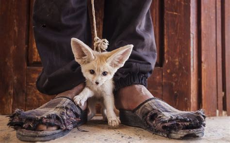 Spirit of the Sahara - bioGraphic