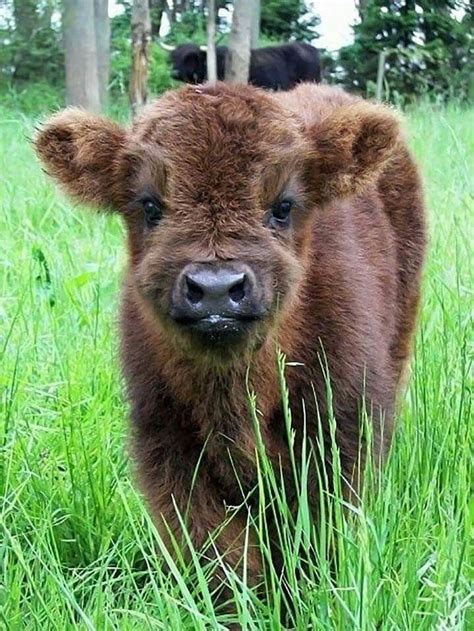 Pin by Melodie Szakats on Hooves and horns | Fluffy cows, Cute baby cow, Baby cows