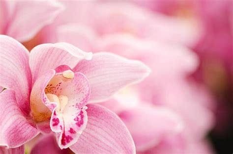 Pink blooming Cymbidium orchids, OGphoto | Posters, Art Prints, Wall Murals | +250 000 motifs