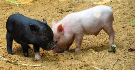 Native Pig Raising – Agriculture Monthly