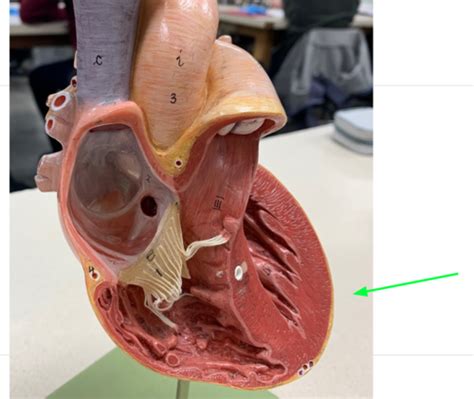 Cardiovascular Anatomy and Physiology Flashcards | Quizlet