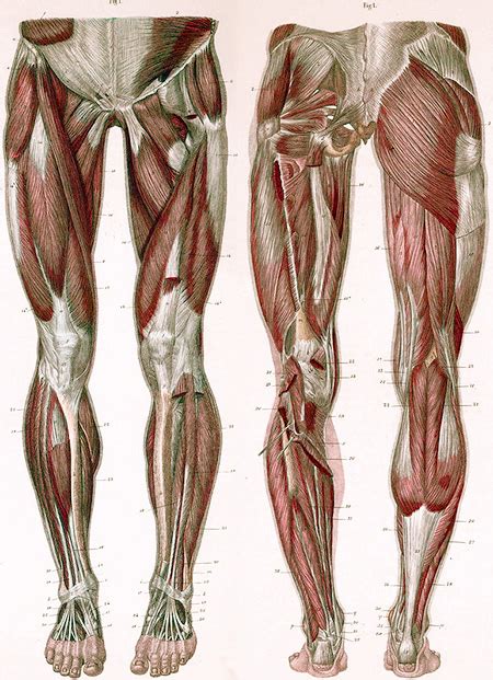 Human Leg Muscle Anatomy