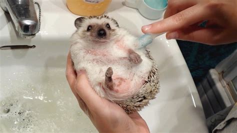 Hedgehog Bath