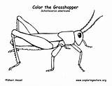 Grasshopper Coloring Page sketch template