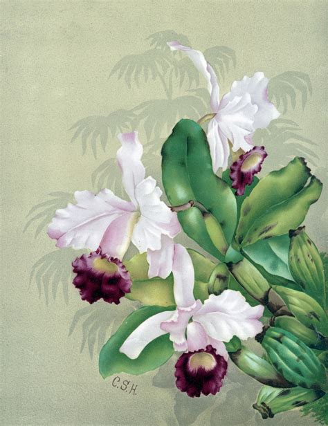 Orchid Flowers Painting Free Stock Photo - Public Domain Pictures