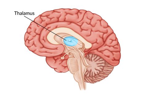 Parts Of The Brain Thalamus