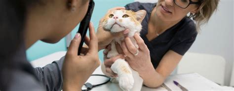 vet inspecting a cat's eyes