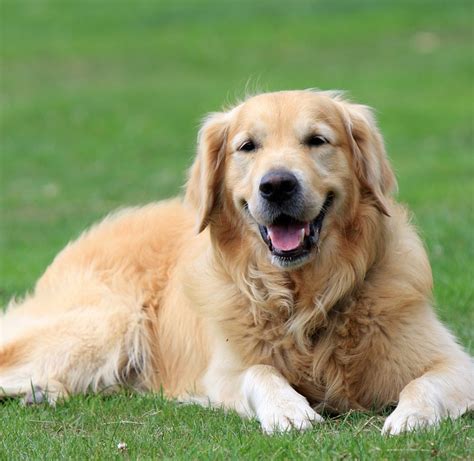5 Things You Should Know before Getting A Golden Retriever - Animalso