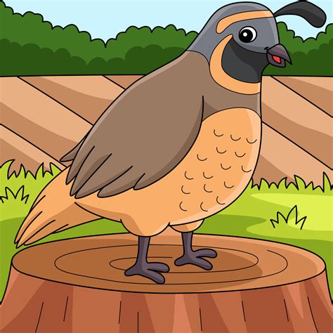 Quail Animal Colored Cartoon Illustration 10993617 Vector Art at Vecteezy