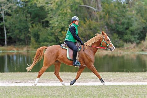 Endurance ecuestre: un lazo único entre jinete y caballo – Revista ...