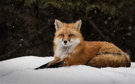 Red Fox in the Snow - Image Abyss