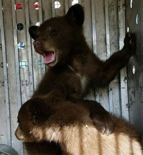 Black bear with two cubs captured in Seeley Lake | ABC Fox Kalispell ...