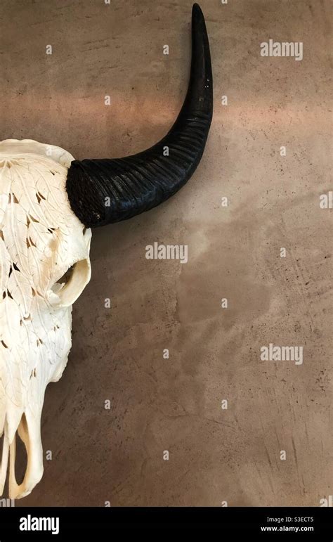 Longhorn bull skull wall decoration Stock Photo - Alamy