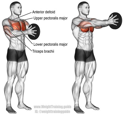 Pin en Chest Exercises