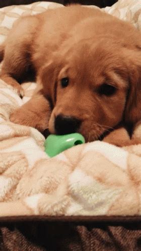 Puppy Cute GIF - Puppy Cute GoldenRetriever - Discover & Share GIFs