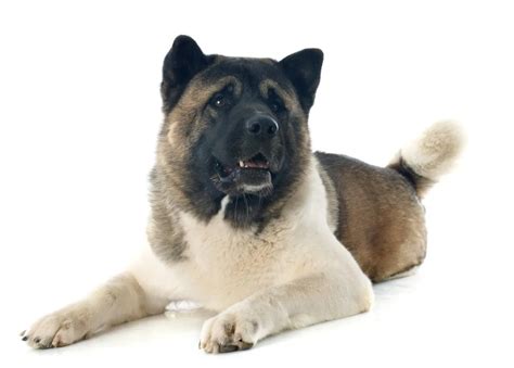 Akita Dog Breed Information & Characteristics