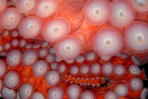 Next-gen adhesive based on octopus suckers